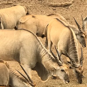 Eland South Africa