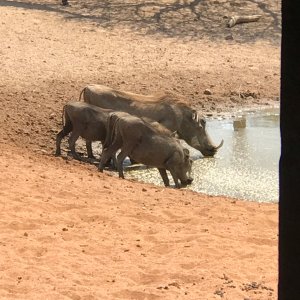 Warthog South Africa