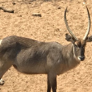 Waterbuck South Africa