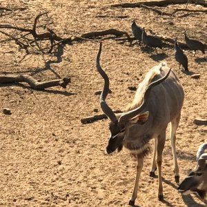 Kudu South Africa