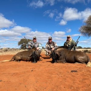 Black Wildebeest Hunting South Africa