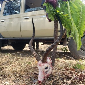 Impala Skull Tanzania