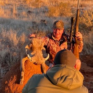 Warthog Hunting Northern Cape South Africa