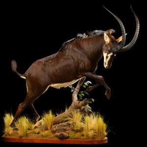 Sable Full Mount Taxidermy
