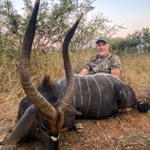 Nyala Bull Hunt South Africa