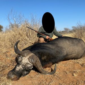 Buffalo unt South Africa