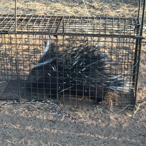 Porcupine Hunting South Africa