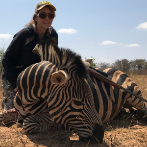 Zebra Hunting South Africa