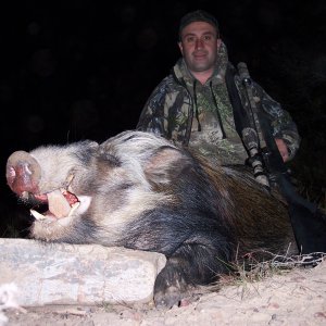 Bushpig Hunt South Africa