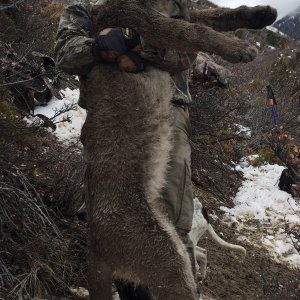 Mountain Lion Hunting Utah