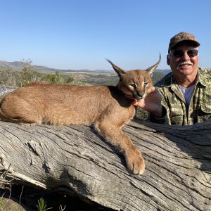 Caracal Hunt Eastern Cape South Africa