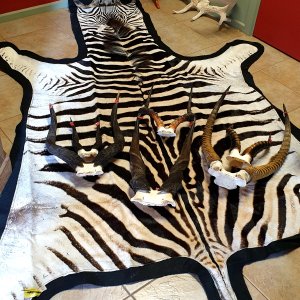 Zebra Skin & Skull Trophies Taxidermy