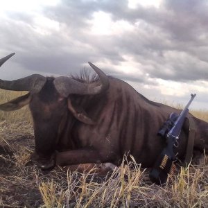 Blue Wildebeest Hunting Limpopo South Africa
