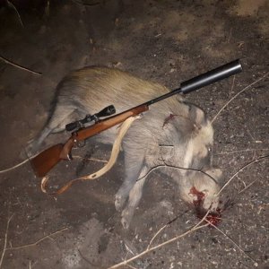 Bushpig Hunting Limpopo South Africa