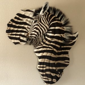 3D Zebra Mount Taxidermy