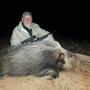 Bushpig Hunting Eastern Cape South Africa