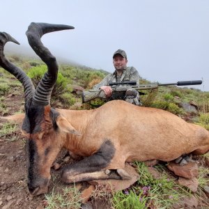 Red Hartebeest Hunting Karoo South Africa