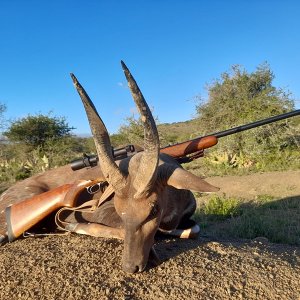 Bushbuck Hunting Karoo South Africa