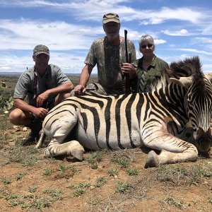 Zebra Hunting Karoo South Africa