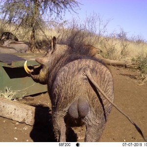 Warthog Trail Camera South Africa