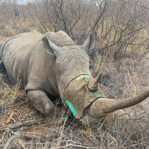 White Rhino Southg Africa