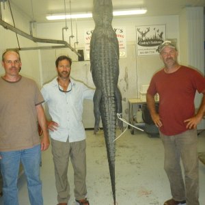 8 Foot 4 Inches Alligator Hunting