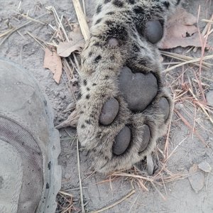 Leopard Paw Tanzania