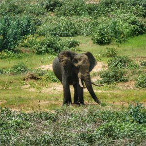 Elephant Makuya Game Park Greater Kruger South Africa
