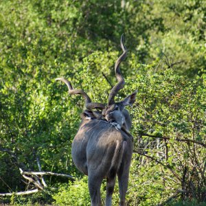 Kudu Makuya Game Park Greater Kruger South Africa