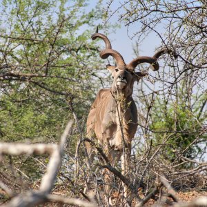Kudu Makuya Game Park Greater Kruger South Africa