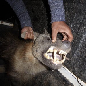 Brown Hyena Teeth