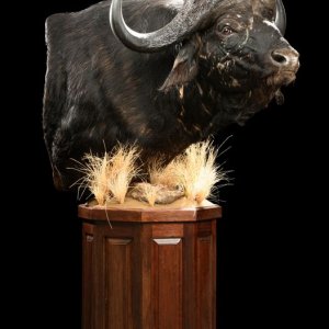 Buffalo Pedestal Mount Taxidermy