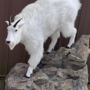 Kodiak Mountain Goat Full Mount Taxidermy