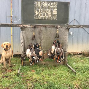 Arkansas Duck hunting
