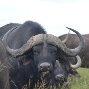Buffalo Eastern Cape South African.jpg