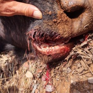 Buffalo Teeth South Africa