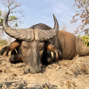 Western Buffalo Hunt Cameroon