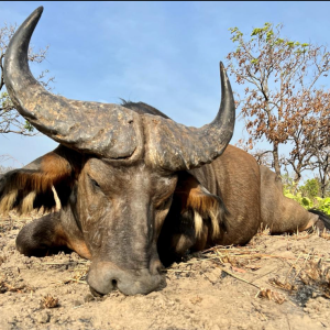 Western Buffalo Hunt Cameroon