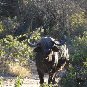 Buffalo South Africa