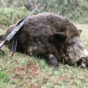 Hunting Wild Boar Romania