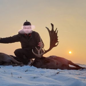 Fallow Deer Hunting Romania
