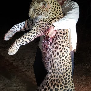 Leopard Hunting Zimbabwe