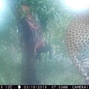 Leopard Trail Camera Zimbabwe