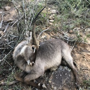 Waterbuck Hunting Eastern Cape South Africa