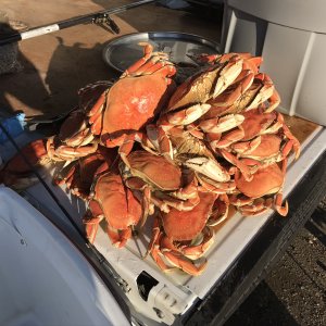 Crab Fishing San Francisco