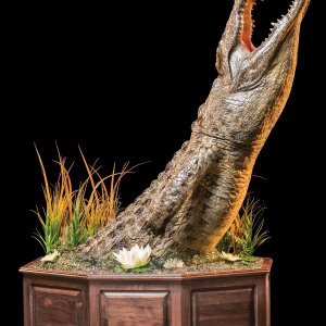 Crocodile Half Pedestal Mount Taxidermy