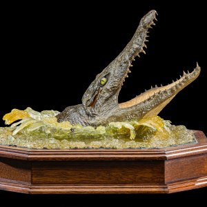 Crocodile Head Table Display Taxidermy