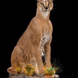 Caracal Full Mount  Taxidermy