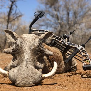 Warthog Bow Hunting Limpopo South Africa