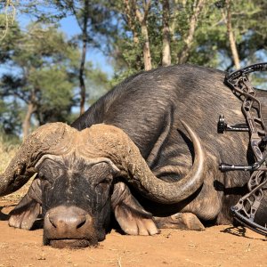 Buffalo Bow Hunting Limpopo South Africa
